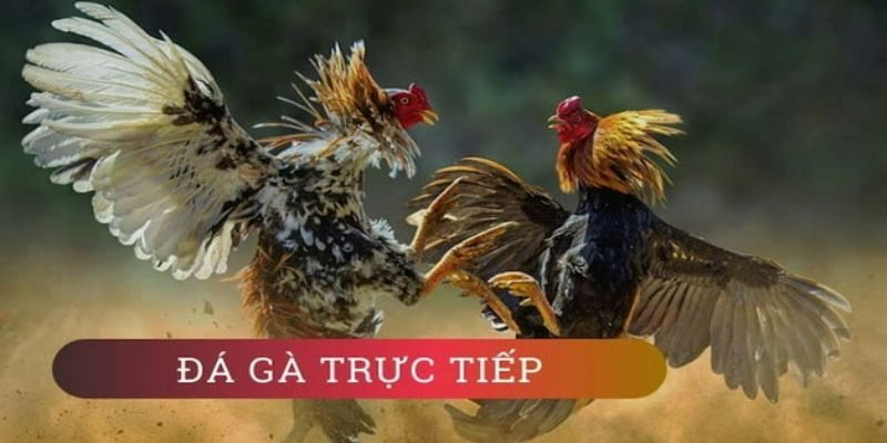 Tìm hiểu Trực tiếp đá gà là gì?